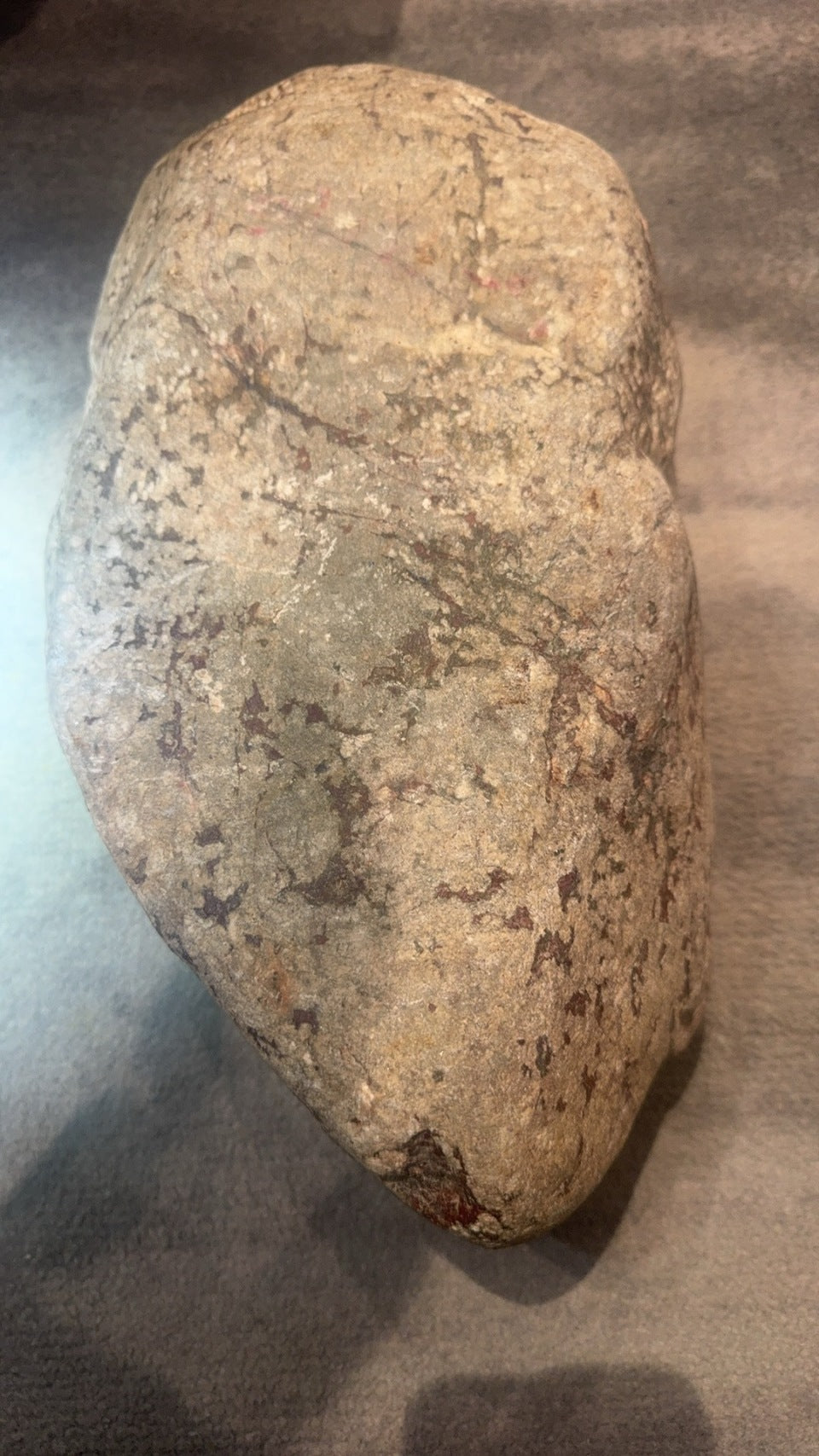 红皮木啦（yc049266）