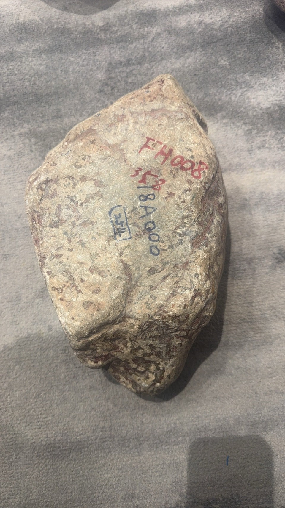 红皮木啦（yc049266）
