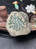 莫西沙开窗冰晴牌子料（yc533418）